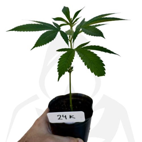 Clon de 24k Gold de DNA enraizados listos para transplantar. - Clandestino Nursery