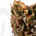 Clon de 24k Gold de DNA enraizados listos para transplantar. - Clandestino Nursery