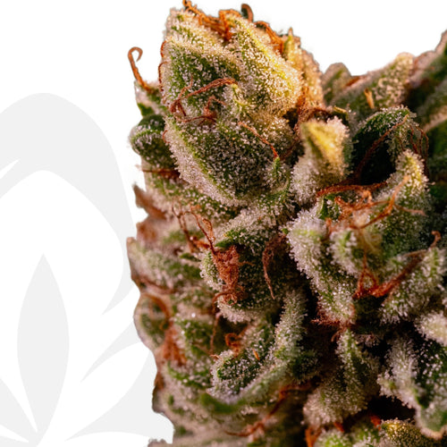 Clon de 24k Gold de DNA enraizados listos para transplantar. - Clandestino Nursery