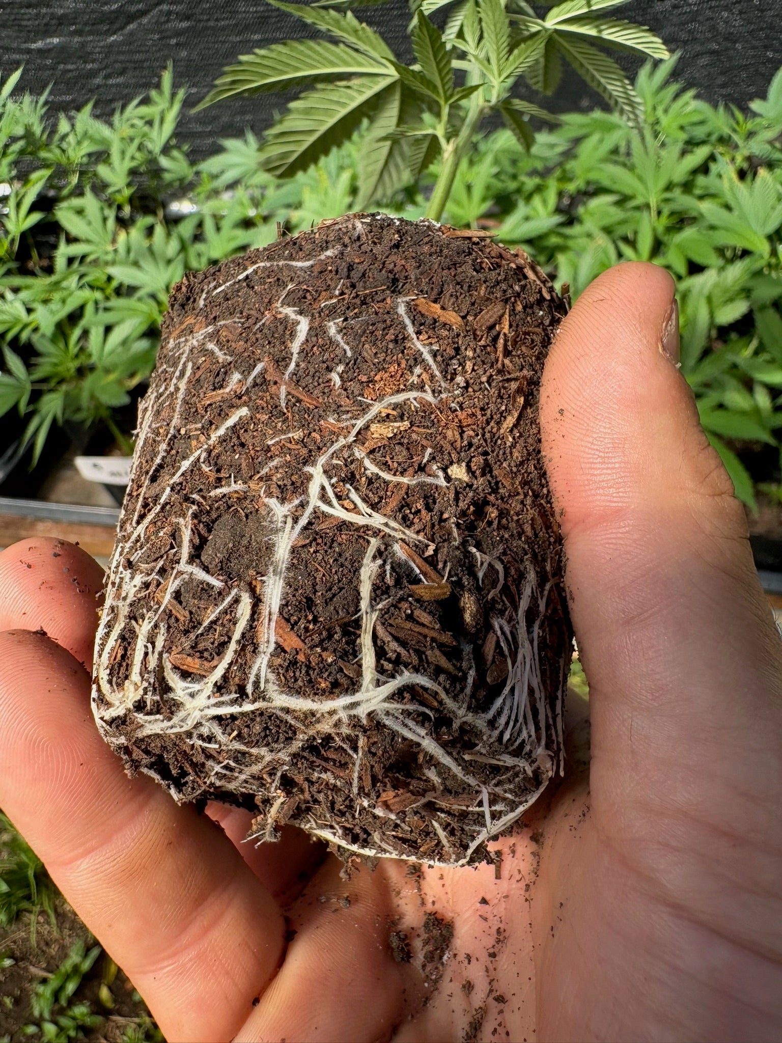 Clon de 24k Gold de DNA enraizados listos para transplantar. - Clandestino Nursery