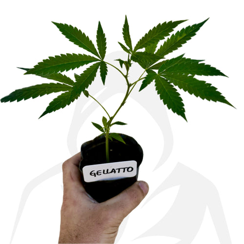 Clon de Gelatto 33 de Seed Junkie enraizado listo para transplantar. - Clandestino Nursery