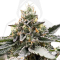 Clon de Gelatto 33 de Seed Junkie enraizado listo para transplantar. - Clandestino Nursery