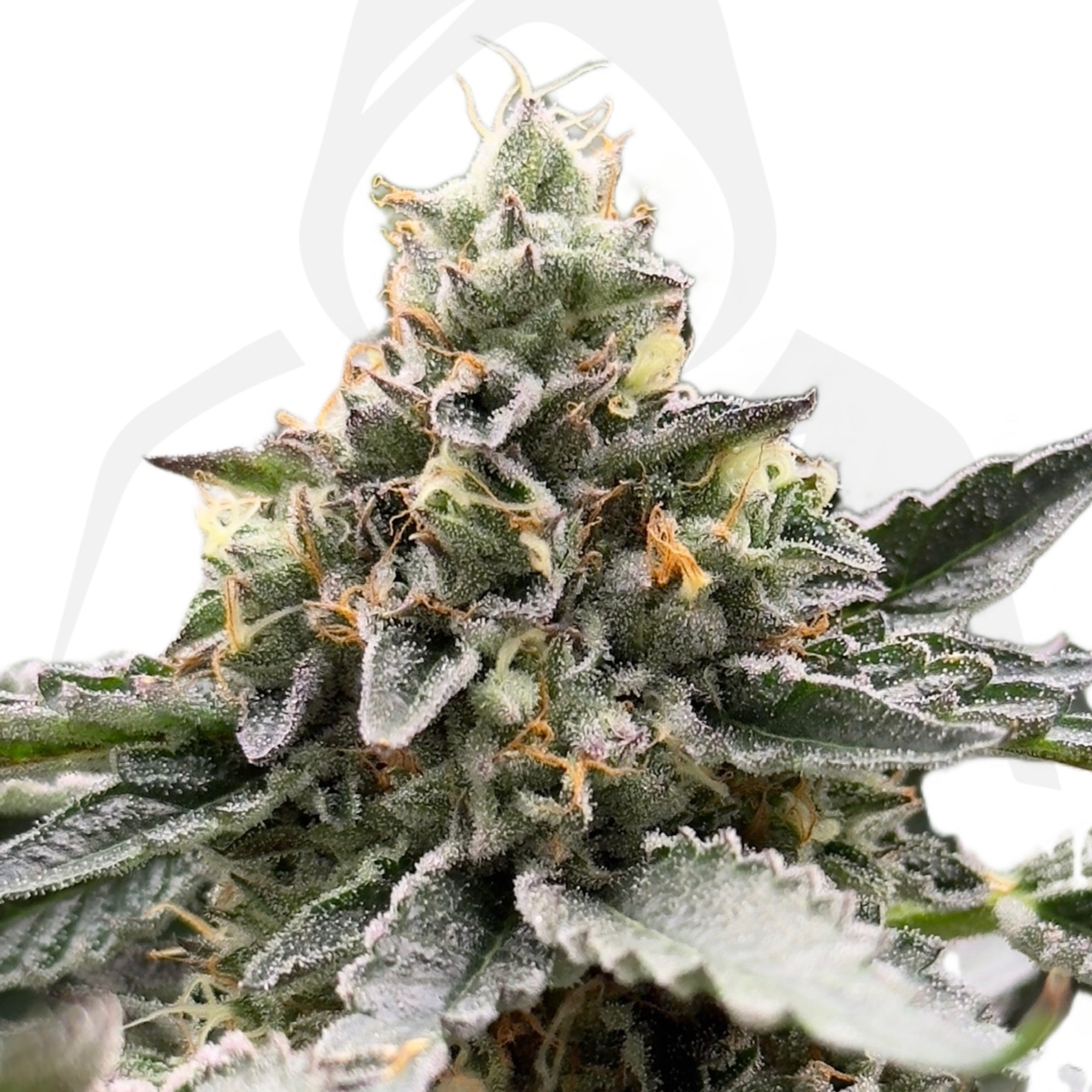 Clon de Gelatto 33 de Seed Junkie enraizado listo para transplantar. - Clandestino Nursery