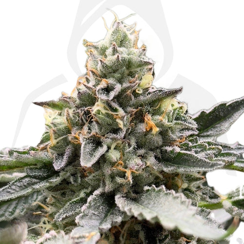 Clon de Gelatto 33 de Seed Junkie enraizado listo para transplantar. - Clandestino Nursery