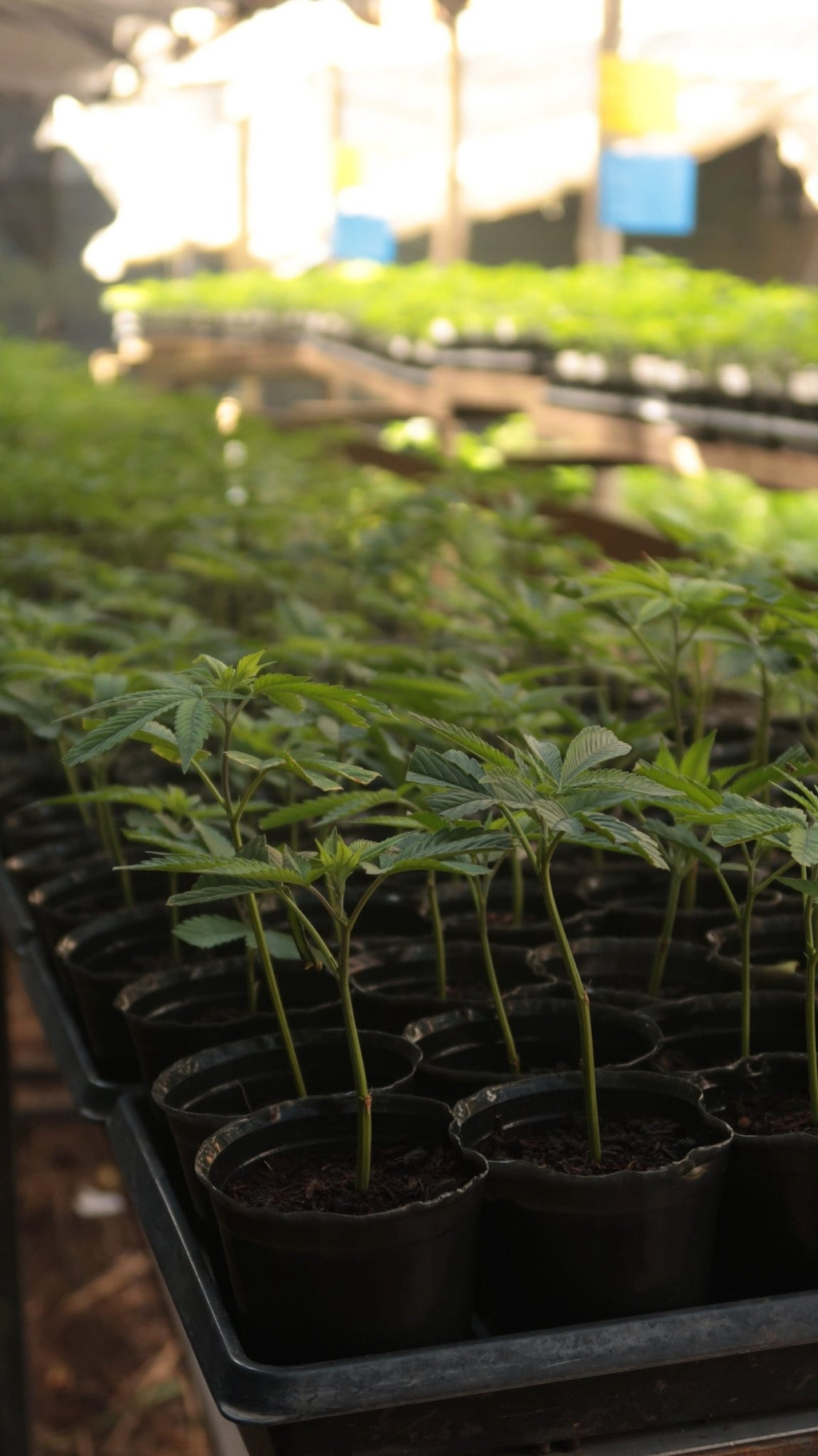Clon de Gelatto 33 de Seed Junkie enraizado listo para transplantar. - Clandestino Nursery