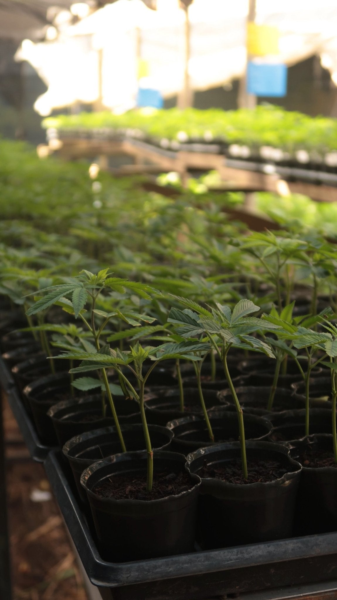 Clon de Gelatto 33 de Seed Junkie enraizado listo para transplantar. - Clandestino Nursery