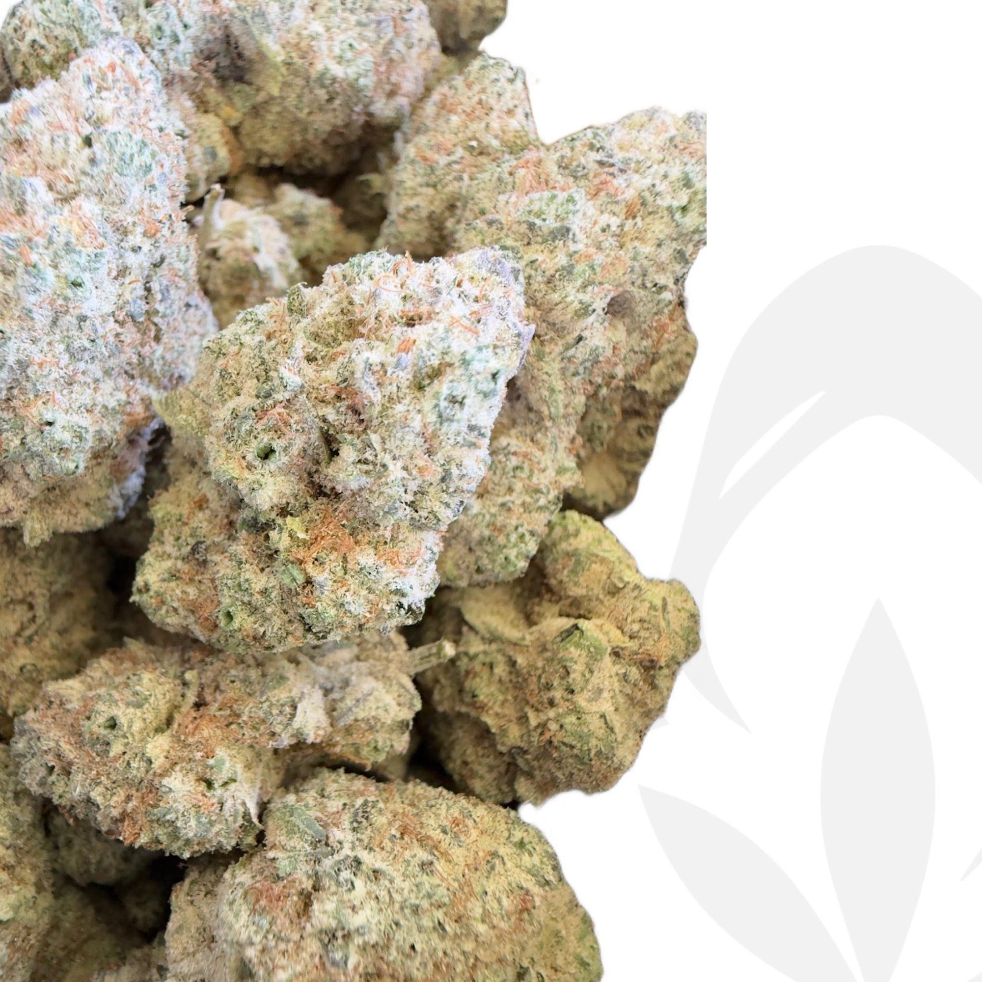 Clon de Suguz de Rkiem Seeds enraizado listo para transplantar. - Clandestino Nursery