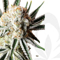 Clon de Suguz de Rkiem Seeds enraizado listo para transplantar. - Clandestino Nursery