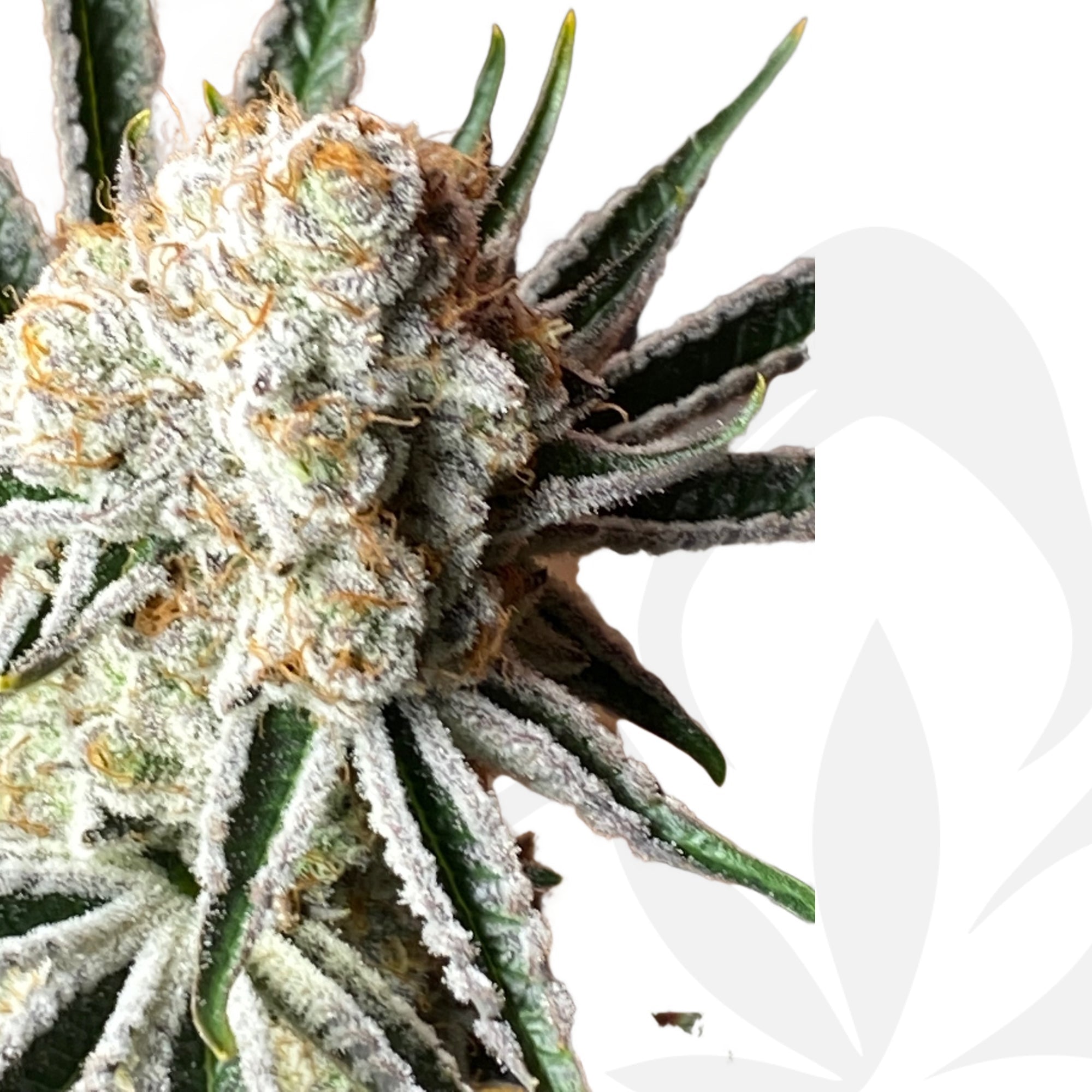 Clon de Suguz de Rkiem Seeds enraizado listo para transplantar. - Clandestino Nursery