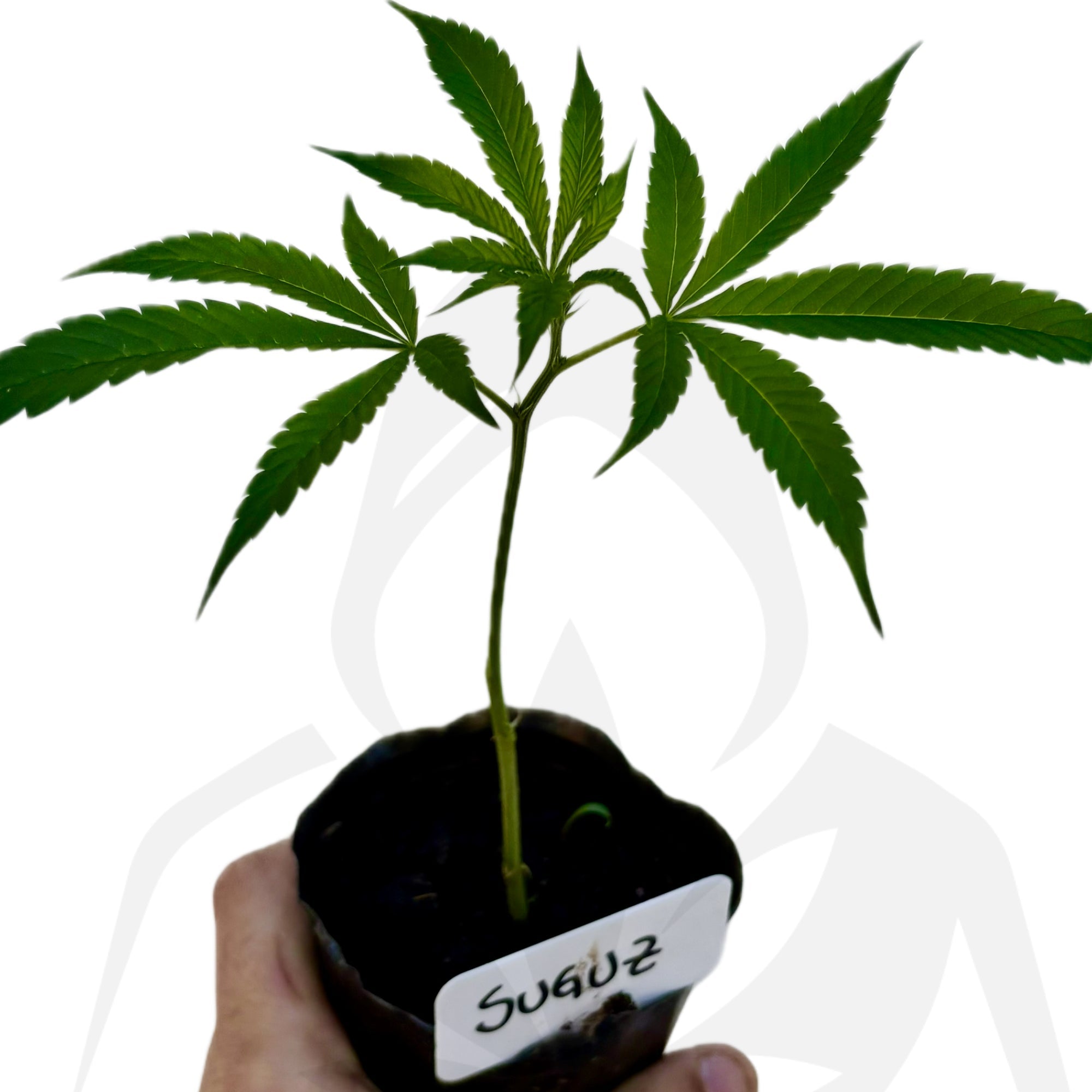 Clon de Suguz de Rkiem Seeds enraizado listo para transplantar. - Clandestino Nursery