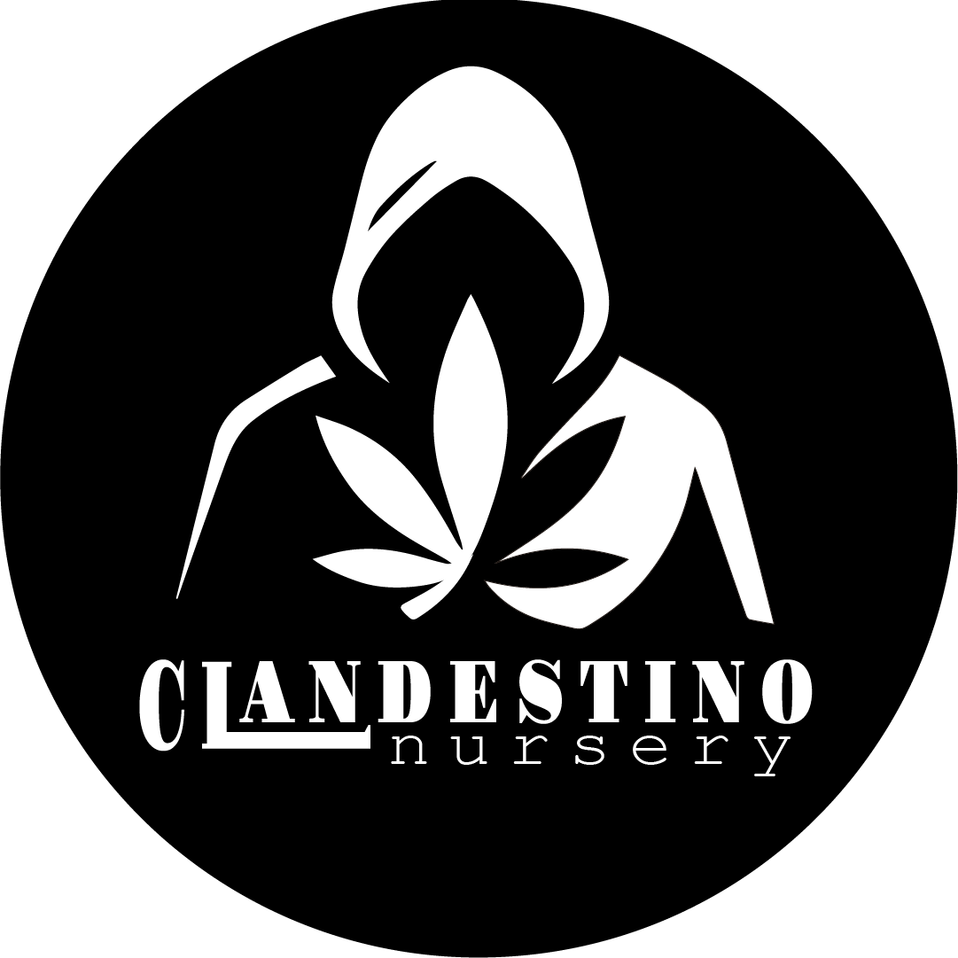 Clandestino Nursery